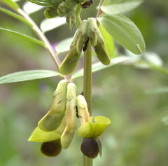 Vicia melanops