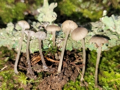 Hydropus praedecurrens