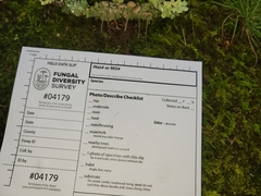 Hydropus praedecurrens