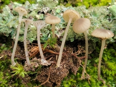 Hydropus praedecurrens