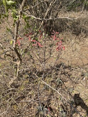 Aloe parvibracteata image