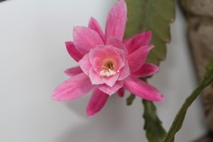 Disocactus