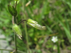 Cerastium brachypetalum