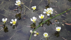 Ranunculus longirostris