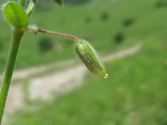 Cerastium brachypetalum
