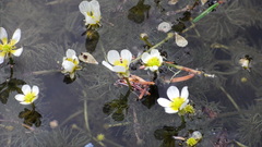 Ranunculus longirostris