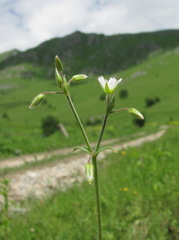 Cerastium brachypetalum