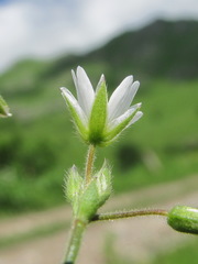 Cerastium brachypetalum
