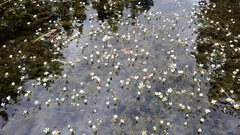 Ranunculus longirostris