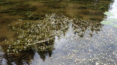 Ranunculus longirostris