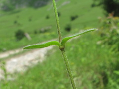 Cerastium brachypetalum