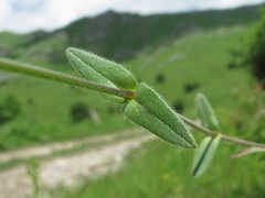 Cerastium brachypetalum