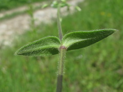 Cerastium brachypetalum