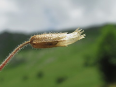 Cerastium brachypetalum