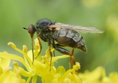 Empis femorata