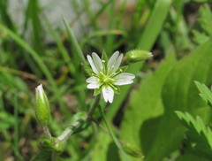 Cerastium brachypetalum