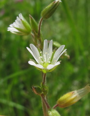 Cerastium brachypetalum