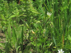 Cerastium brachypetalum