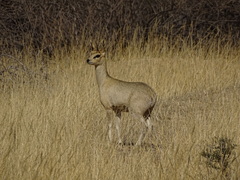 Oreotragus oreotragus tyleri