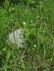 Cerastium brachypetalum