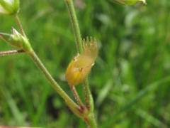 Cerastium brachypetalum