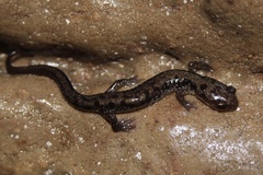 Plethodon dixi