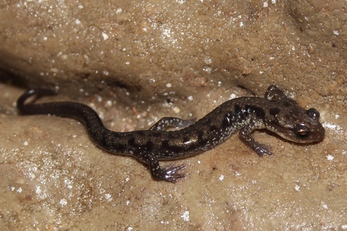 Dixie Caverns Salamander