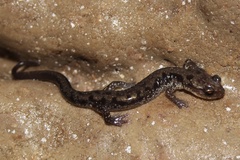 Plethodon dixi