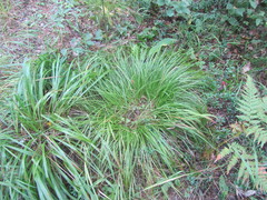 Carex pediformis macroura
