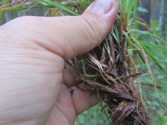 Carex pediformis macroura