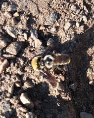 Bombus fervidus
