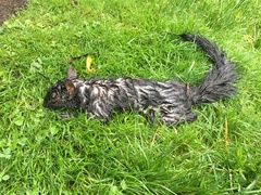 Sciurus carolinensis