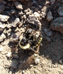 Bombus fervidus