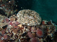 Bunodactis reynaudi