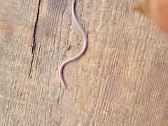 Gymnophiona