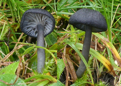 Entoloma corvinum