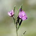 Willow Capesweetpea - Photo (c) Richard Adcock, some rights reserved (CC BY-NC), uploaded by Richard Adcock