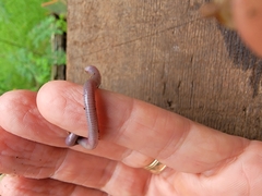Gymnophiona