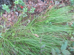 Carex pediformis macroura