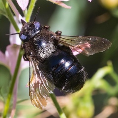 Xylocopa tabaniformis androleuca