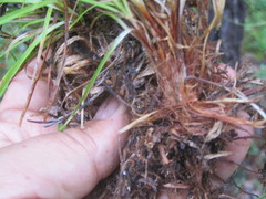 Carex pediformis macroura