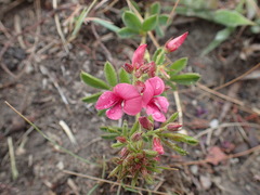 Indigofera tristis