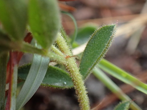 Image of Indigofera tristis by (c) Mahomed Desai, some rights reserved (CC BY)