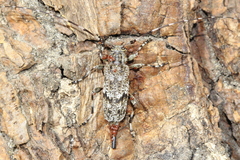 Acanthocinus pusillus