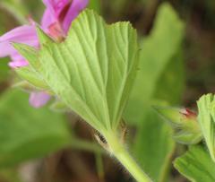 Pelargonium cucullatum strigifolium