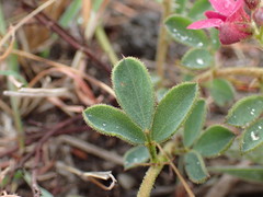 Indigofera tristis