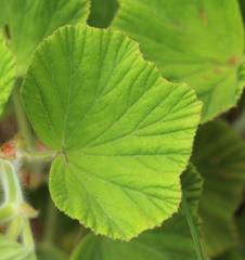 Pelargonium cucullatum strigifolium