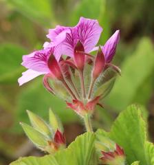 Pelargonium cucullatum strigifolium