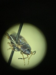 Cryphula trimaculata