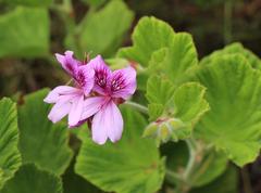 Pelargonium cucullatum strigifolium